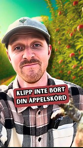🍎 Innan du beskär dina fruktträd så kan du ofta redan se var frukten kommer att komma. Här visar vi hur det ser ut på ett ungt äppelträd 👌🏼 🌳 Vill du också ha en go trädgårdskeps så finns fortfarande ett gäng kvar i webshopen på http://xn--tretrd-fua.se/ ☘️ Lycka till med odlingen i år! 😍 | Tre Träd Skogsträdgård