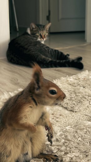 Squirrel vs. Cats: A Hilarious Battle