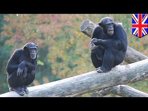 Simpanse kabur dari kebun binatang dengan tangga batang pohon - TomoNews