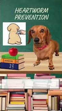 Professor Lexy: Heartworm Prevention