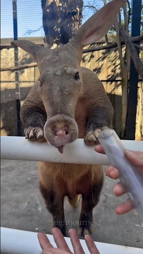 This Animal Eats 50,000 Ants in One Night | Aardvark Facts #reels #facts
