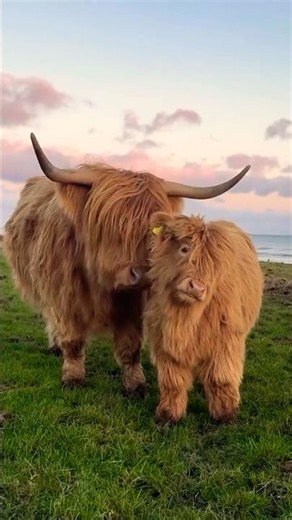 Welcome to GLENCOE with Bonnie Scotland! 🏴󠁧󠁢󠁳󠁣󠁴󠁿 #viralshorts #travelscotland