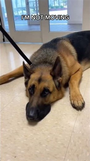 German Shepherd Throws the ULTIMATE Vet Tantrum 😂🐶 #dramaticpets #shorts