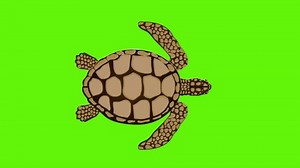 Animated video of a sea turtle swimming on a green background, top view, art, reptile.
