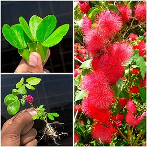 17K views · 231 reactions | Best & simple way to grow calliandra plant at home || Best technic for gardening | Dian Creative | Facebook