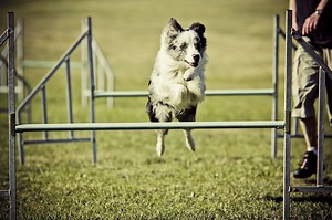 I love Border Collies - a summer at Petrademone's