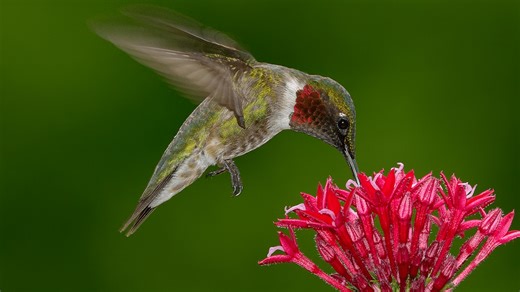 Kansas hummingbird migration map and arrival dates released for 2026