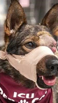 K-9 Chief: The Police Dog Who Faced Gunfire 🐕‍🦺💙