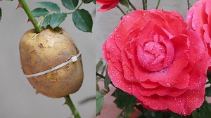 4.3K views · 40 reactions | Extremely effective way to extract rose stems from potatoes | Garden Craft | Facebook