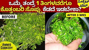 294K views · 6.6K reactions | ಹೀಗೆ ಮಾಡಿ ತಂದು 1 ತಿಂಗಳಾದ್ರೂ ಕೊತ್ತಂಬರಿಸೊಪ್ಪು ಫ್ರೆಶ್​ ಇರುತ್ತೆ TIPS TO STORE CORIANDER LEAVES #KITCHENTIPS #K#kannadarecip | Ammis Cookery | Facebook