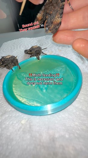 6.9M views · 46K reactions | Feeding the deaths head hawk moths  I get a lot of comments saying I’m going to  the moths but I assure you it doesn’t hurt them or stop them from flying! I am feeding the moths fresh honey mixed with water at a ratio of 50/50 and I’ll feed them every other day. They can live for up to 6 weeks #moths | Jumping spider & Moth life | Facebook