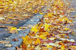 Boston Fall Leaf Collection to Run Through Nov. 29