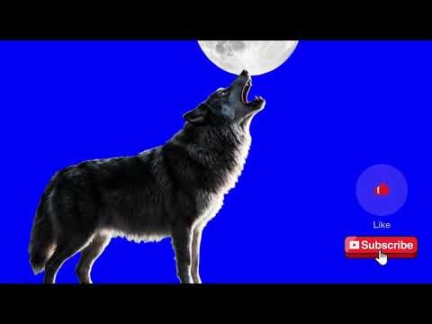 Wolf Walking – Green Screen VFX in 4K (MP4 + Transparent)