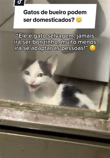 A quantidade de críticas que estamos recebendo não é brincadeira… Gente, sinceramente, quantos gatos de rua você vê por dia que ainda continuam com a mãe e irmãos depois de adulto? Eles se separaram, seguem seus caminhos em busca da sobrevivência. Não é muito melhor cuidar de um gato desde a infância e proporcionar a ele uma vida digna desde filhote do que deixa lo sofrer pelo resto da vida na rua só porque ele iria chorar de saudade da mãe por menos de uma semana??? #gato #gatos #gatostiktok #g