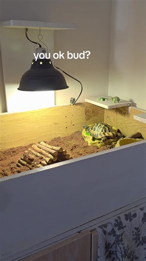 Amazing Tortoise Care Tips for Pet Lovers