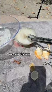 Cleaning Seashells With Acid