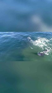 Primate Evolution - From Plesiadapiforms to Prosimians