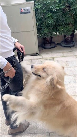 Dog Malish is so excited to go out #goldenretriever