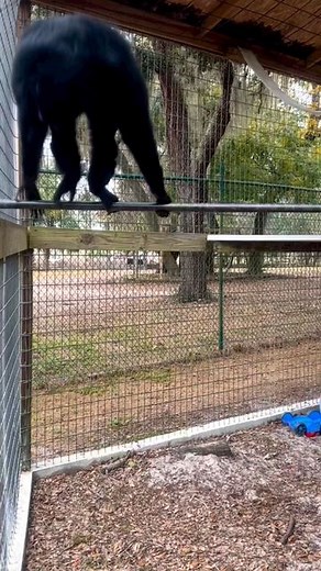 Home of the funky monkeys on Instagram: "Silly simian Saturday . Follow -> @monkey.posting . . . . . . . . . . . . #skibidibbydibyodadubdubyodadubdubskibidibbydibyodadubdubyodadubdub #meme #memes #bestmemes #funny #instamemes #funnymemes #dankmemes #offensivememes #edgymemes #monkeymondays #primates #memepage #chimps #dank #memesdaily #chimp #memestar #monkeymonday #humor #ironymeme #igmemes #ironymemes #memeaccount #monkeyseemonkeydo #relatablememes #monkeymemes #monkey #irony"