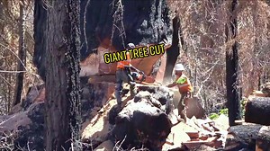Big tree cutting #anleolifechansawchain #treecut #chainsawman #chainsawchain #treeclimber