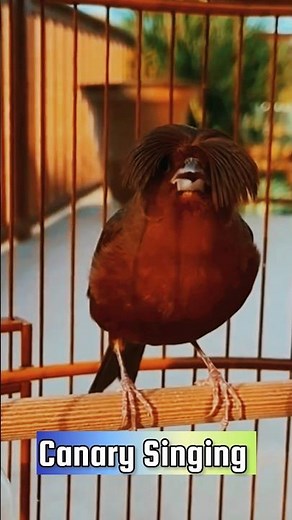 Canary Singing Training Video | Best Canary Singing | Canary Bird Sounds #galerikenariindonesia