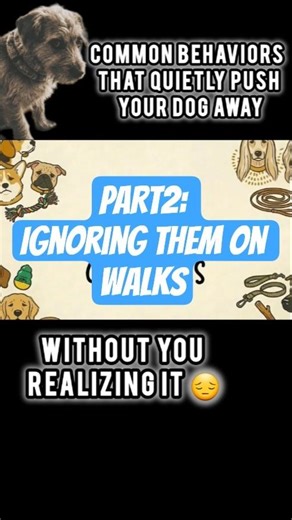 Behaviors To Avoid With Your Dog. #dogbehavior #psychology #dogscience Part 2