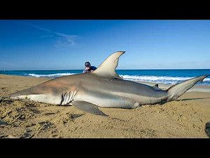 1000's of Sharks INVADE Florida Beach...Catch Clean Cook (Blacktip Shark)