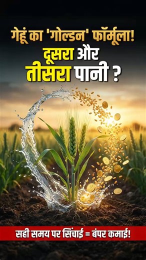 गेहूं में दूसरा और तीसरा पानी कब दें? | Wheat irrigation stages, wheat water management |#shorts