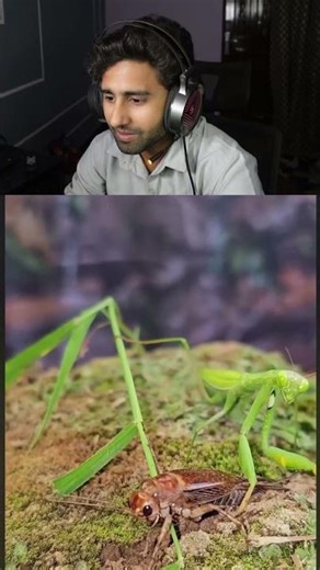 Cricket Could not Survive this Mantis Attack 😱🦗 #shorts