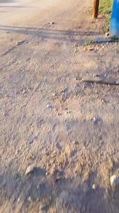 @videos_el sinaloense | El sinaloense