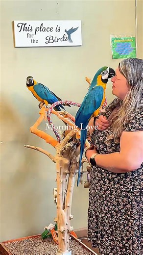 When birds feel safe, they show you their true colors. At The Parrot & Bird Emporium, our feathered friends aren’t just pets in cages — they’re family. 🦜💛 Because they feel comfortable here, you’ll see them laughing, playing, talking, and just being themselves. That’s the magic of giving them the right environment — they blossom into their own personalities. Whether you’re visiting, bonding, or finding your future companion, you’ll experience birds at their happiest: fully themselves. 📍 Come 