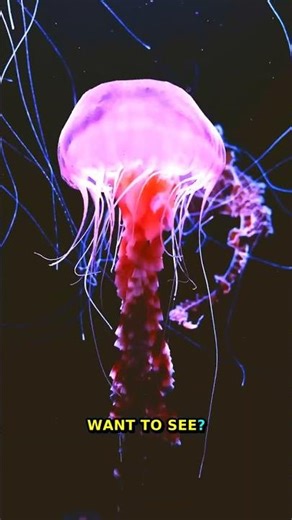 Incredible Animal Wonders: 97% Unseen, MUST-SEE!