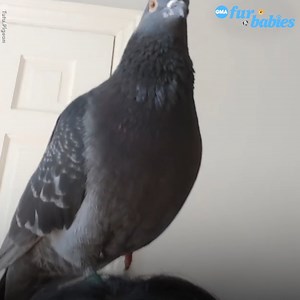 Tutu, the adorable pigeon, loves head scratches, baths, flying around the house, and curling up on keyboards. https://gma.abc/3zwuxeN | Good Morning America