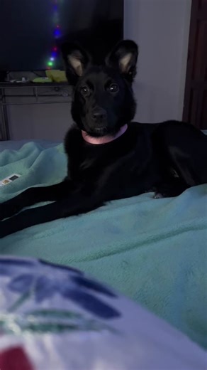 As you can see, she cries when I am not touching her #dogtok #dogsoftiktok #twitch #pet #petsoftiktok #doglover #goodgirl