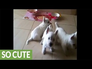 Trio of Westie puppies share adorable playtime