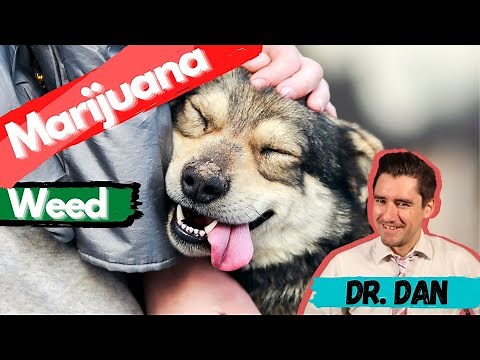 Did your dog eat weed?! Is your dog high? What it looks like if your dog eats weed and what to do?