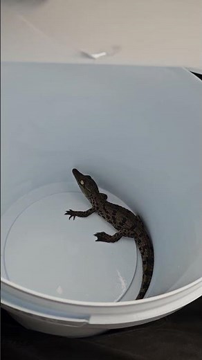 Tiny but Deadly: Baby Nile Crocodile’s First Moments 🐊 #Hatchling Nile Crocodile