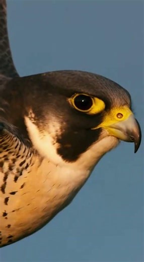 The fastest bird in the world