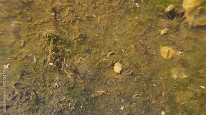 Inhabitants of pond. Little creatures live in a pond near a river in the woods. Including freshwater snails and bloodworms. Wildlife, wild nature, Micro Ecosystem