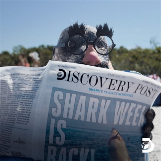 512K views · 8.7K reactions | NOT a seal. Just your average tourist enjoying the beach! 玲兩 #SharkWeek returns July 20 on Discovery | Shark Week | Facebook