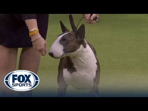 Frankie the Bull Terrier wins the Terrier Group at the Westminster Kennel Club