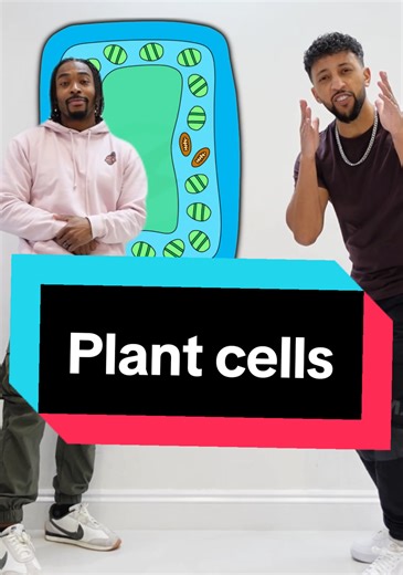 Plant Cell Specialisation in GCSE Biology Lessons
