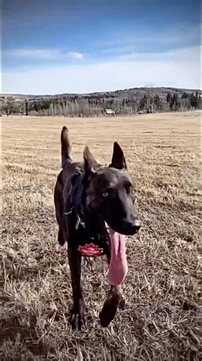 OSS Bloodline Power 🔥 Elite Dutch Shepherd Genetics Built for Real-World Missions 🐾