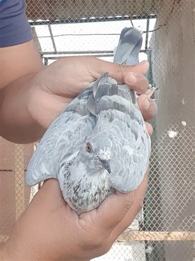 Beautiful Silver Color Pigeon: A Stunning Bird Species