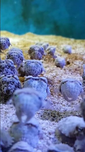 Baby Cuttlefish Eat Food
