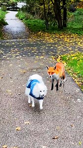 The unexpected turn when a fox sneaks up on a dog 🐶🦊💕 | We Love Animals