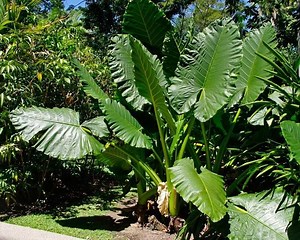 Alocasia macrorrhizos - Alchetron, The Free Social Encyclopedia