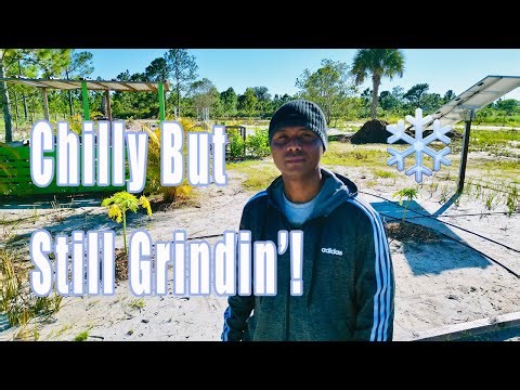 Working Through the Cold: Planting Palms & Fertilizing the Garden
