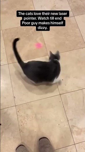 LASER POINTER FOR CATS!(Pawfect pets)