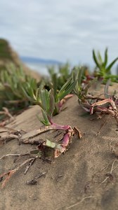 Another afternoon walk by the beach in scenic Fort Funston with our lovely Mazey. 😻🙀 (Part 2 of 2) #walkbythebeach #dogwalking #maltipoo #furbaby #housepup #fbreels #fbreelsvideo #fbviralreels #fbviralreelsvideo #fieldsofgold #sting #evacassidy #popmusic #lovesongs | Roy Bert Castro